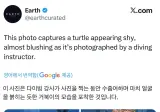 해외 반응 난리난 바다거북 사진...jpg