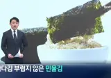 요즘 우리나라 김 양식 근황
