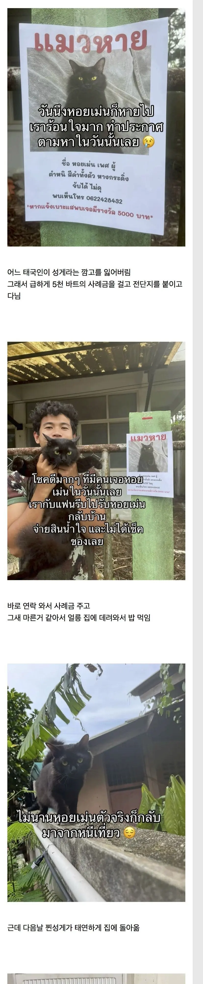 고양이를 잃어버린 태국인