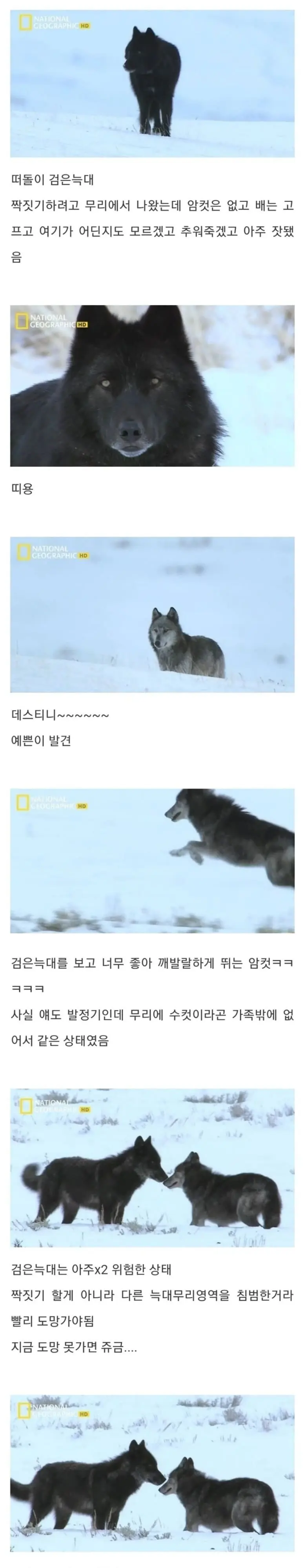 오월드 탈출 수컷 늑대에게 미인계를 사용한 이유