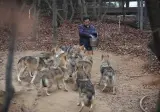 오월드 늑대의 평소 모습