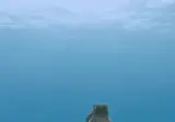 마음에 안드는 수컷을 거절하는 암컷 문어의 반응.gif