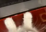 한국 분들 안녕하세요😊 일본에서 고양이와 함께 살고 있어요. 이 아이 이름은 김치예요🐱