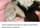도시에서 반려 늑대 키우는 러시아 여성
