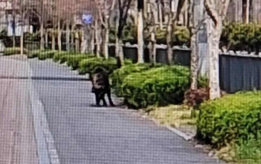 세종 도심에 멧돼지 2마리 출몰 수색 중…곳곳 유리창 파손