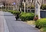 세종 도심에 멧돼지 2마리 출몰 수색 중…곳곳 유리창 …