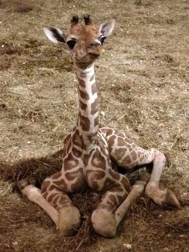 cute-baby-giraffe-v0-cu9p7q8ep1y21.jpg