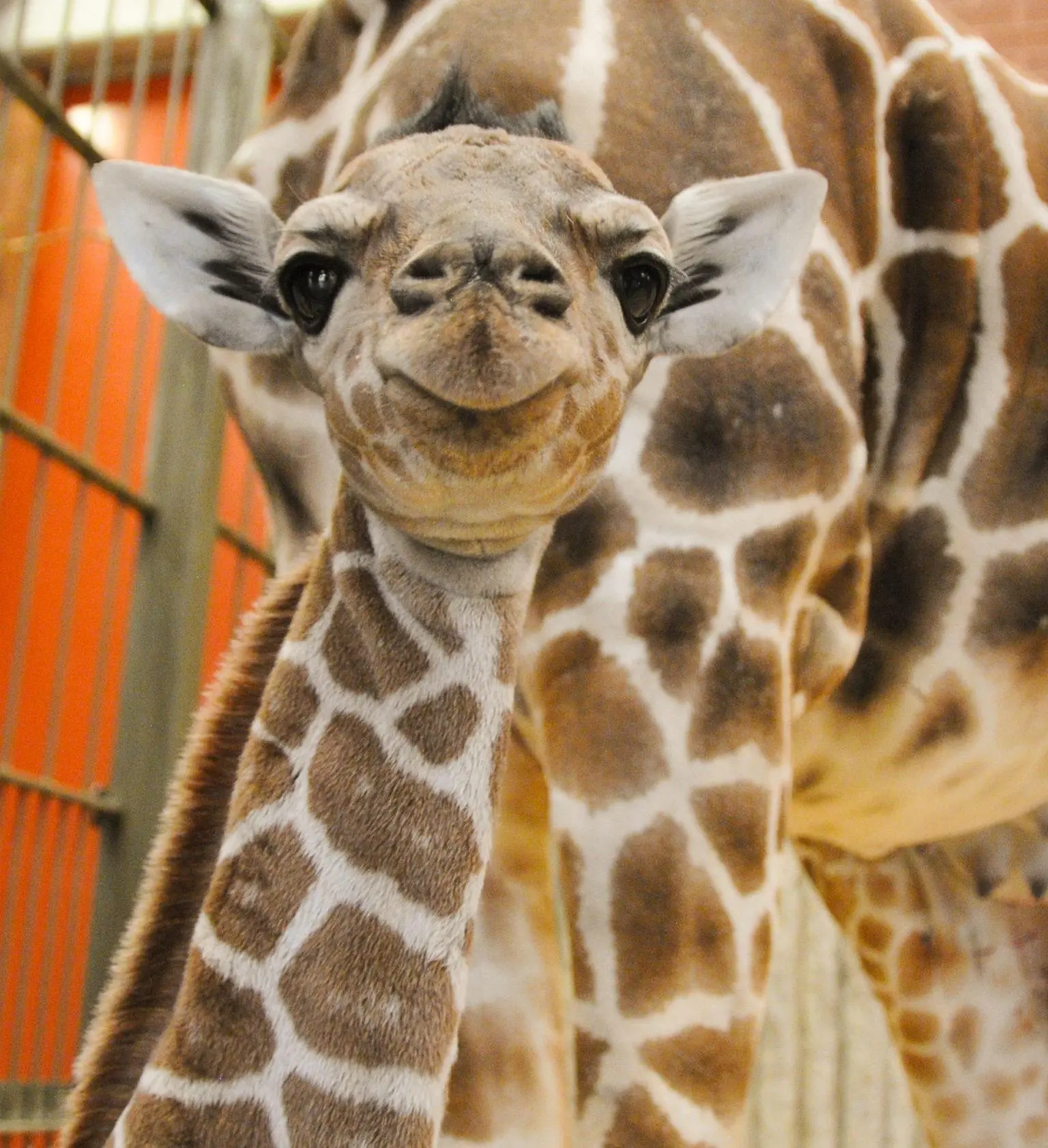 baby_giraffe-Dobby_02-e1488393551445.jpg