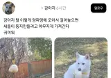 양파망에 개털을 모아두는 이유