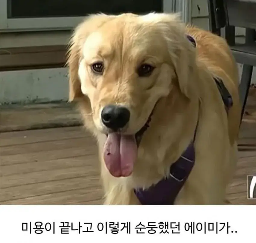 미용실 다녀온 후 예민해진 골댕이