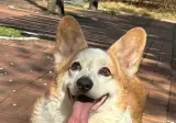 우리집 댕댕이 무지개다리 건넜다..