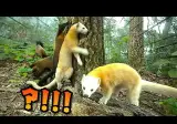 무인카메라에 찍힌 전설의 동물 근황
