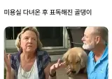 미용실 다녀온 후 표독해진 골댕이