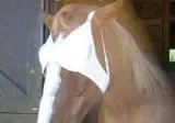 🐴)말을 쉽고 빠르게 진정시키는 방법