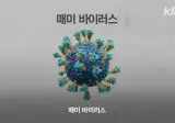 코로나 변종 바이러스 매미 등장