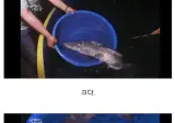 너무 맛있어서 한국에서 멸종한 물고기...jpg