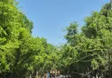 포켓몬 성수 이벤트 근황