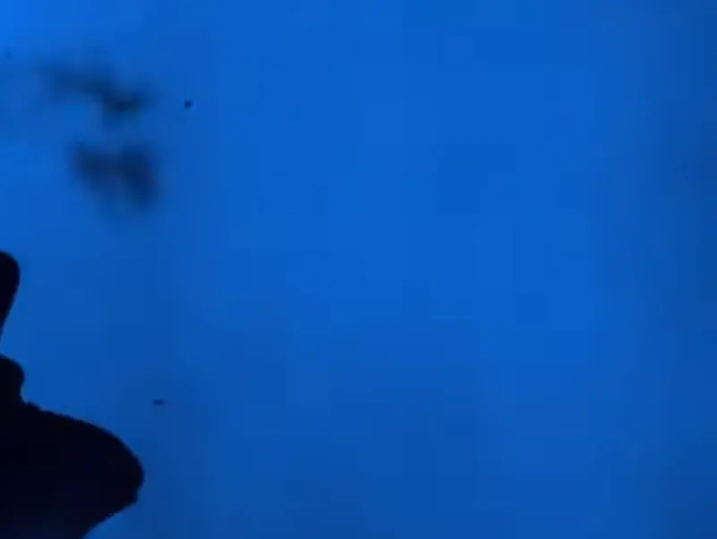 19dee0c0e754177c5.webp