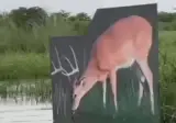 시력이 좋지 않은 악어 gif