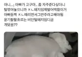 너무 살쪄서 털이라도 깎아 본 견주