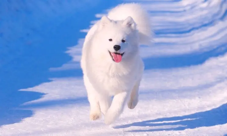 Samoyed.jpg