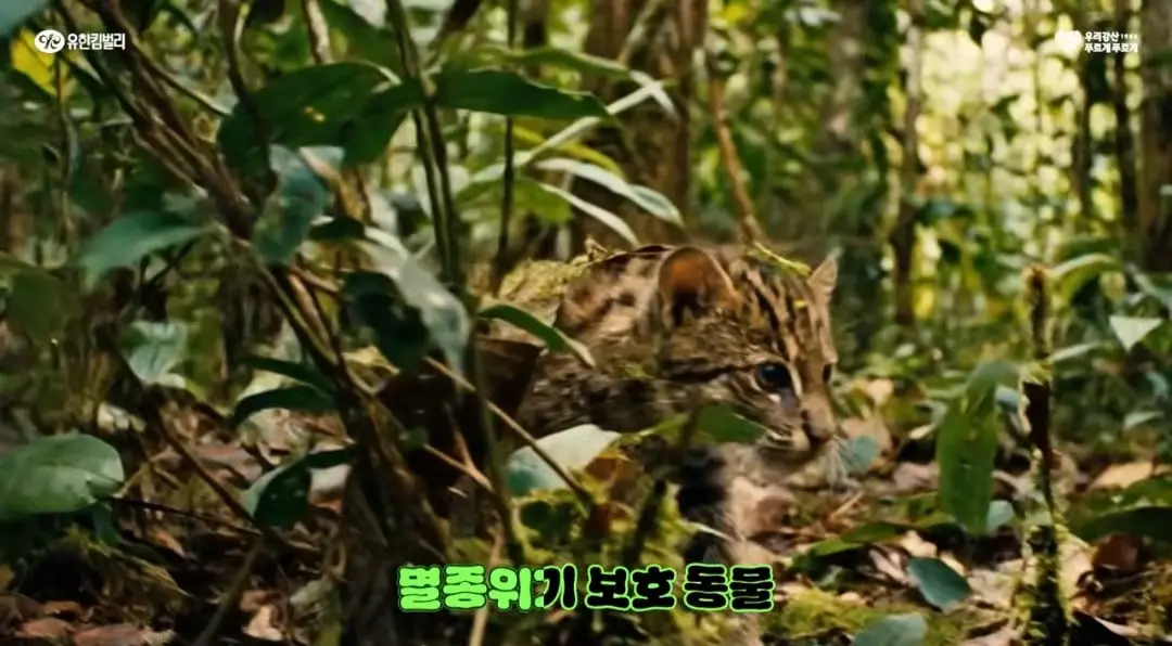 Screenshot_20260523_121510_YouTube.jpg