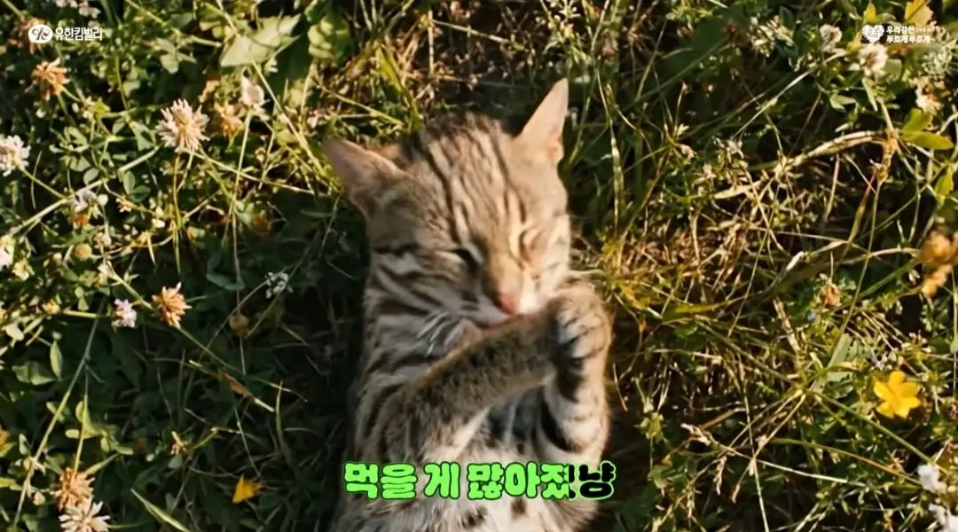 Screenshot_20260523_121521_YouTube.jpg