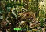 감다살이라는 유한킴벌리 광고