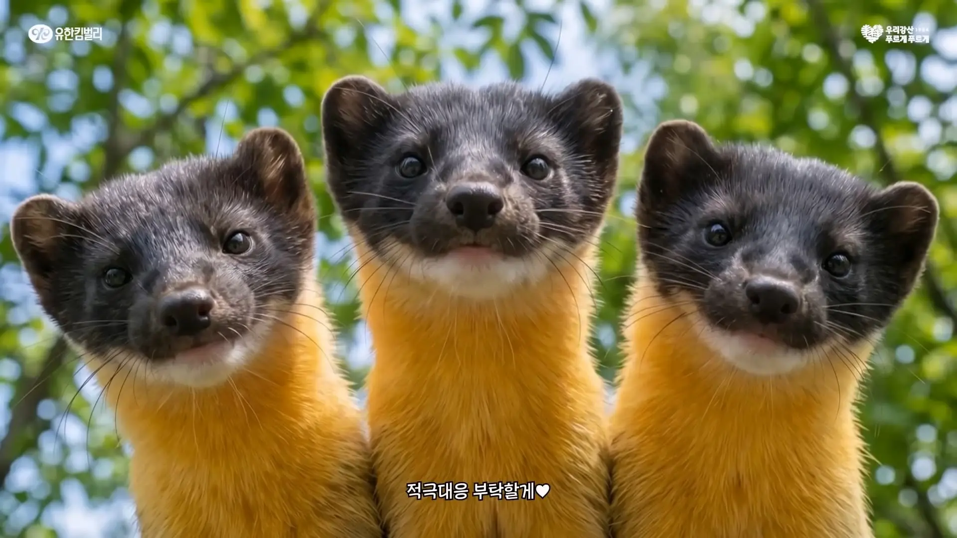 귀여운 외모 뒤에 숨겨진 전투력 👊 생태계교란 빌런 잡는 숲의 패왕 담비_20260523_174345.839.jpg