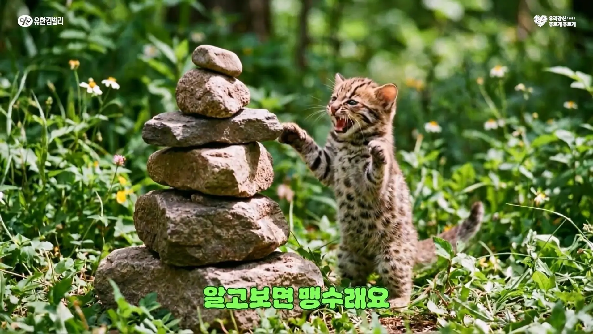 유한킴벌리가 숲에 나무를 슥'삵🐱'슥'삵🐱' 심었더니 벌어진 일, 42년 차 냥집사의 노래_20260523_174425.784.jpg