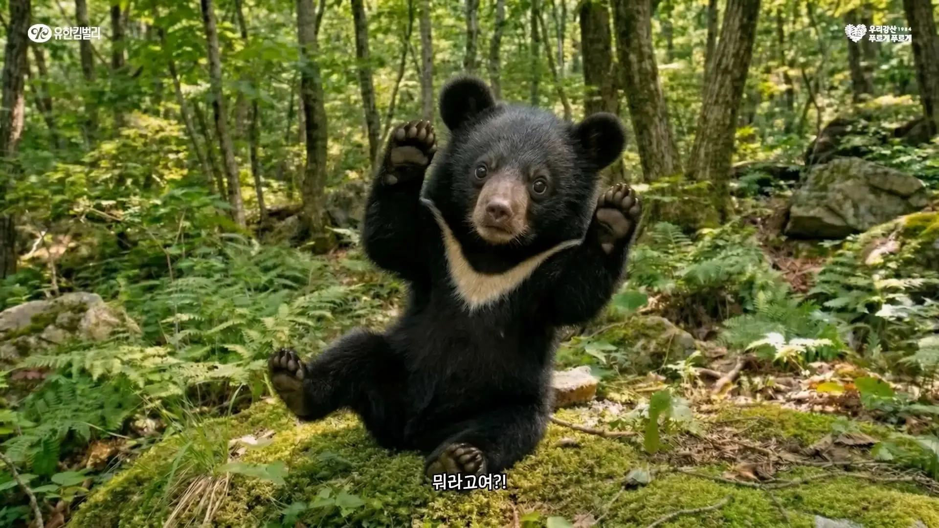 우리 곰팅이 우리집 자랑! 숲세권 클라스, 우리강산 42년산입니다🌳_20260523_174228.664.jpg