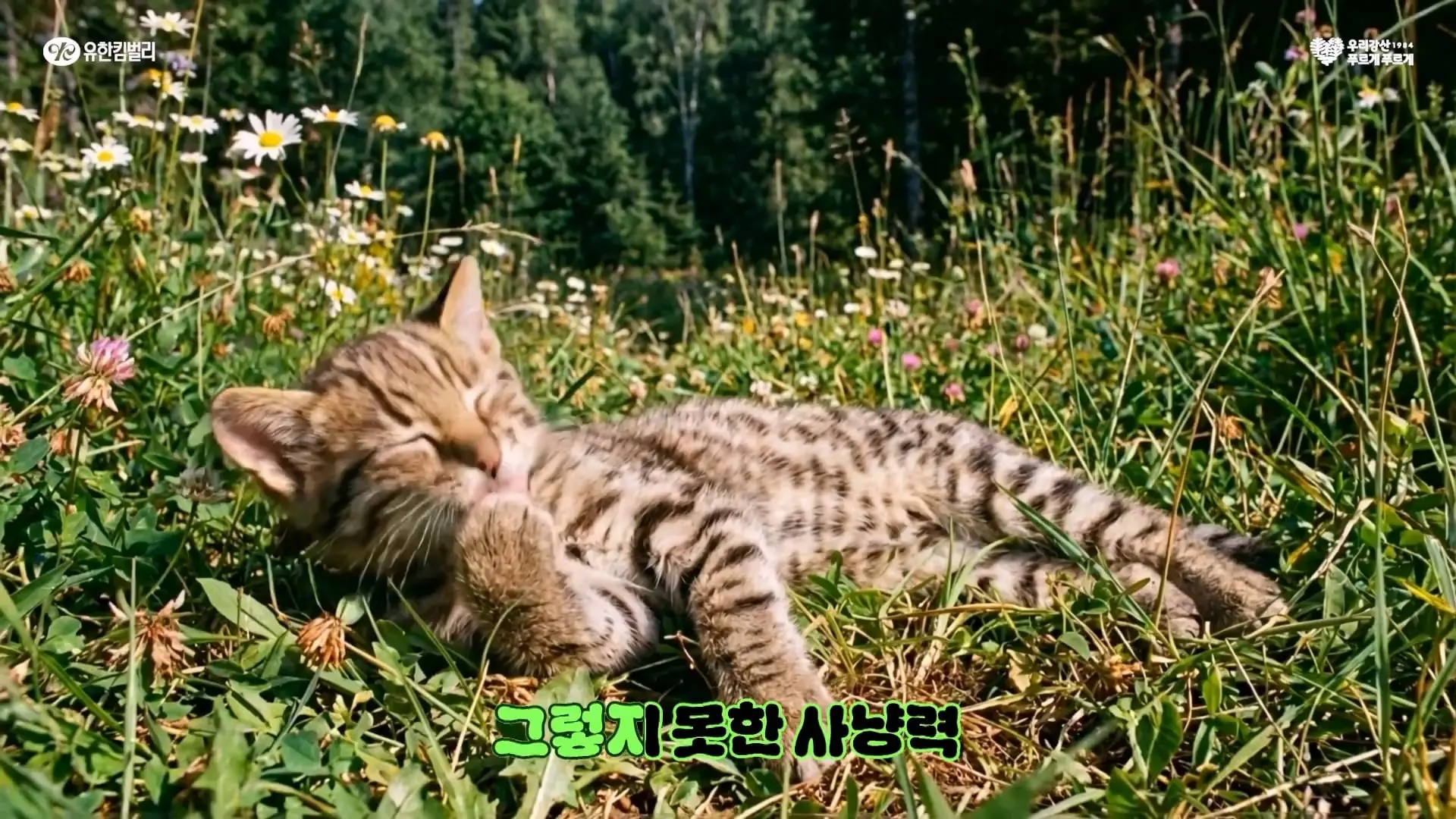 유한킴벌리가 숲에 나무를 슥'삵🐱'슥'삵🐱' 심었더니 벌어진 일, 42년 차 냥집사의 노래_20260523_174432.031.jpg