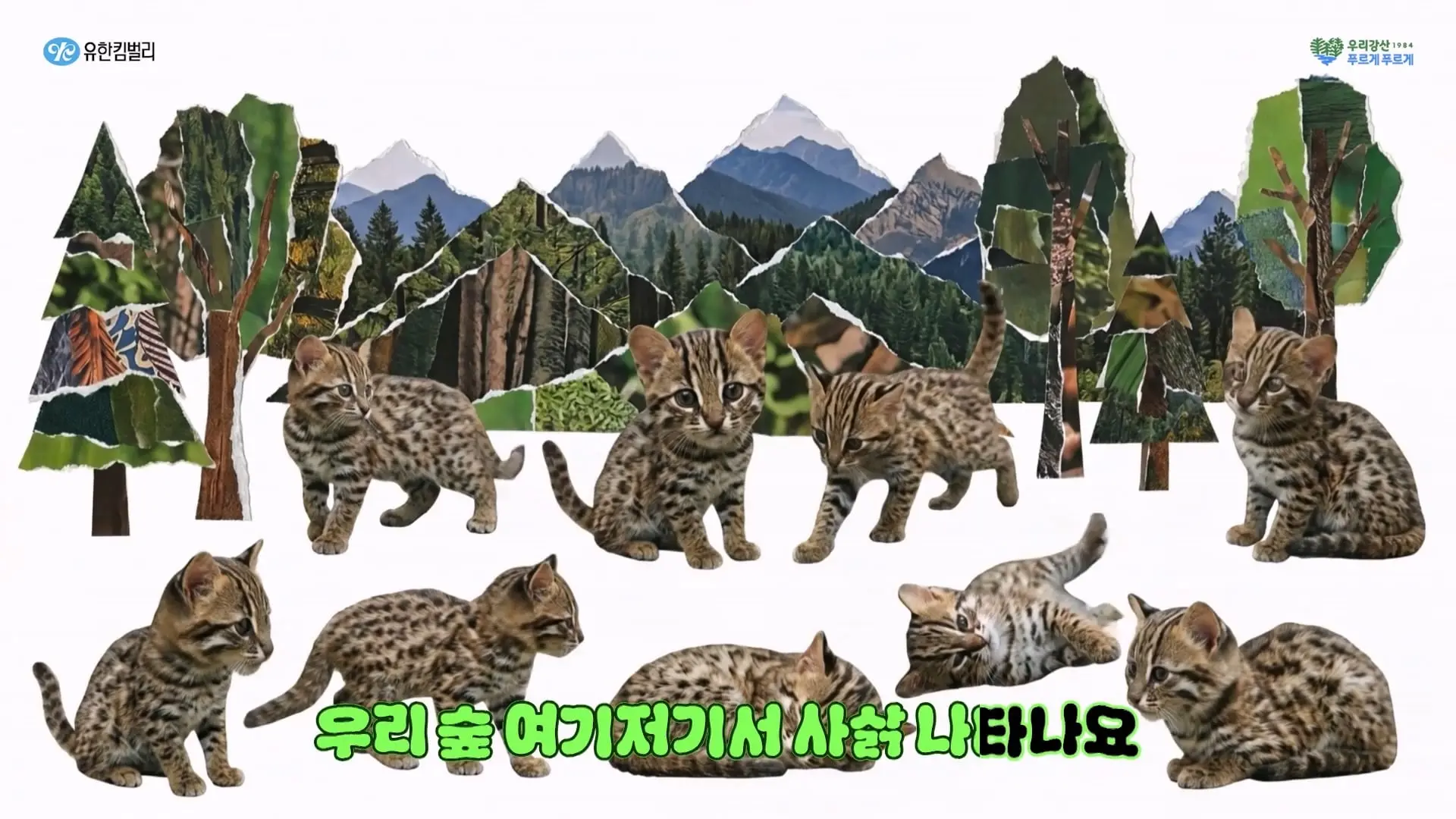 유한킴벌리가 숲에 나무를 슥'삵🐱'슥'삵🐱' 심었더니 벌어진 일, 42년 차 냥집사의 노래_20260523_174430.063.jpg