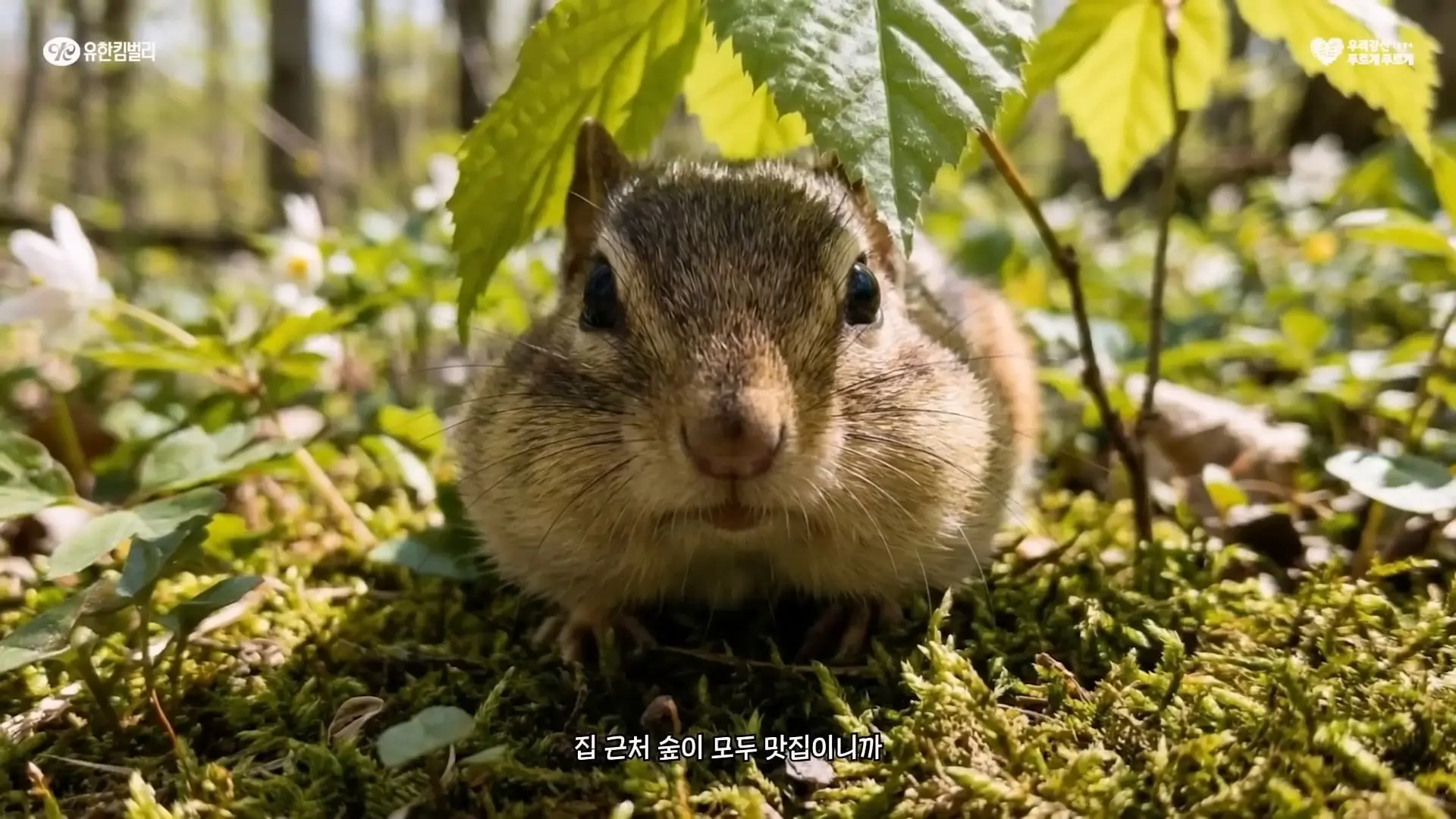 우리강산 푸르게 푸르게 42년 동안 나무를 심었더니 벌어진 일 다람쥐 편_20260523_174119.495.jpg
