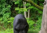 지리산 반달곰 때문에 울상이라는 농가.jpg