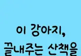 끝내주는 산책을 한 댕댕이