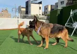 똥개와 셰퍼드 크기차이 체감