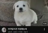어린나이에 벌써부터 취업 실패한 강아지