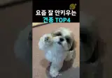요즘은 보기 힘든 견종을 알아보자