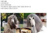 미용에 돈을 엄청 쓴다는 개.jpg