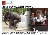 의외로 코끼리랑 고양이랑 인간이 같다는 것.jpg