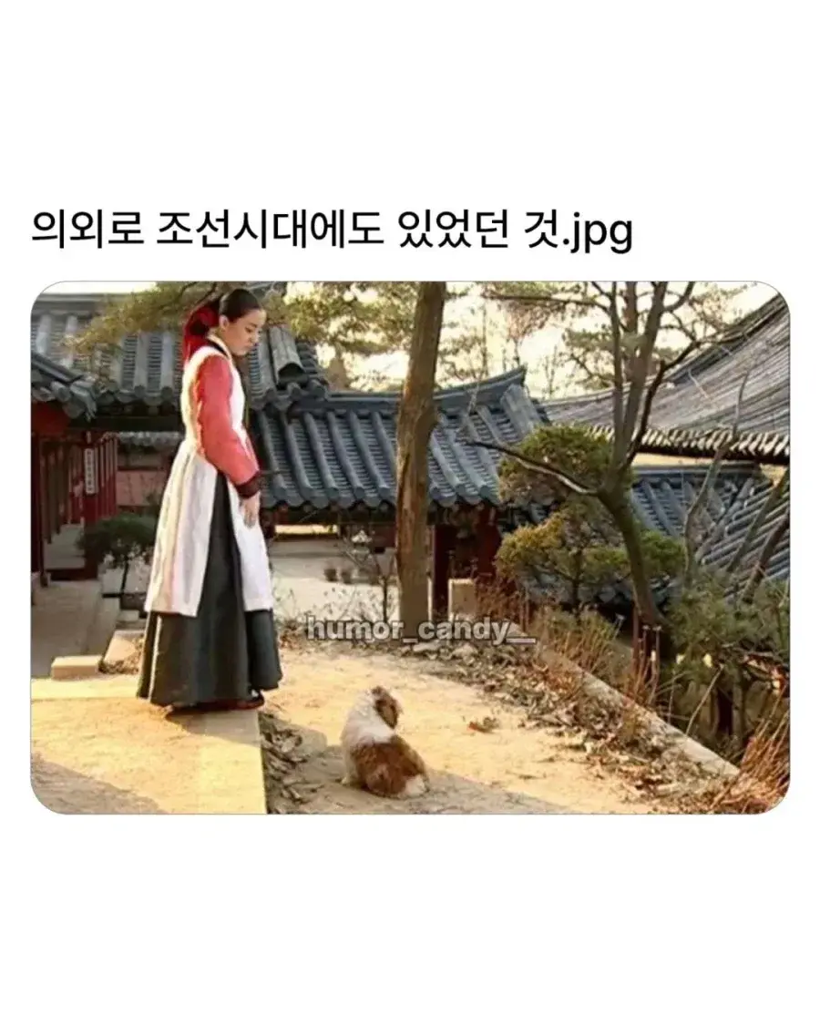 e6c2e5a64f0aae51c5860b8090e1e662d368417aecd6663337a233f5f0bcf479.webp 의외로 조선시대에 있었던 견종