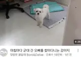 아침마다 군대 간 오빠 찾으러 다니는 강아지.jpg