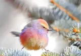 중앙아시아에 산다는 무지개같은 화채작앵.jpg