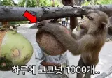 기업은 100원이라도 아낄수 있다면 침팬지를 고용한다