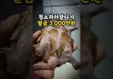 쓰레기집 청소하러 갔다가 벌금 3,000만 원 낼 뻔한 유튜버