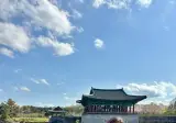 교토처럼 되고 있는 경주 상황.jpg