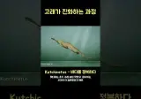수달에서 악어를 거쳐 고래가 진화하는 과정