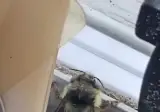 요망한 엉덩이 댄스.mp4
