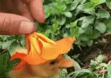 꽃모자 쓴 새끼오리.mp4